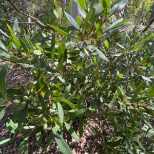 Persoonia silvatica at Numeralla, NSW - 13 Feb 2022