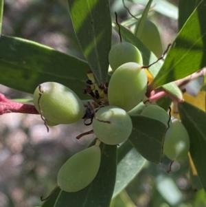 Persoonia silvatica at Numeralla, NSW - 13 Feb 2022