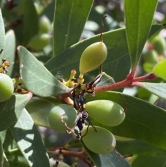 Persoonia silvatica at Numeralla, NSW - 13 Feb 2022