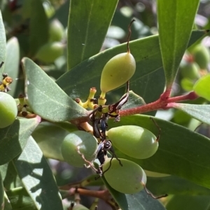 Persoonia silvatica at Numeralla, NSW - 13 Feb 2022 09:58 AM