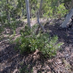 Persoonia silvatica at Numeralla, NSW - 13 Feb 2022 09:58 AM