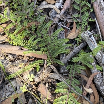 Bossiaea buxifolia (Matted Bossiaea) at Numeralla, NSW - 13 Feb 2022 by SteveBorkowskis
