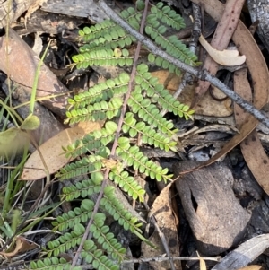 Bossiaea buxifolia at Numeralla, NSW - 13 Feb 2022