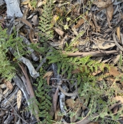 Bossiaea buxifolia at Numeralla, NSW - 13 Feb 2022 09:36 AM