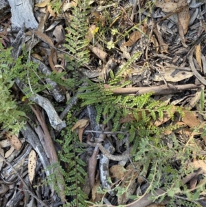 Bossiaea buxifolia at Numeralla, NSW - 13 Feb 2022 09:36 AM