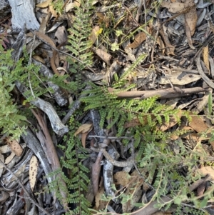 Bossiaea buxifolia at Numeralla, NSW - 13 Feb 2022