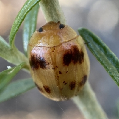 Paropsini sp. (tribe) (Unidentified paropsine leaf beetle) at Numeralla, NSW - 13 Feb 2022 by SteveBorkowskis