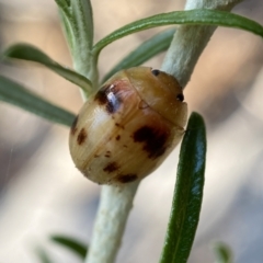 Paropsini sp. (tribe) at Numeralla, NSW - 13 Feb 2022 08:59 AM