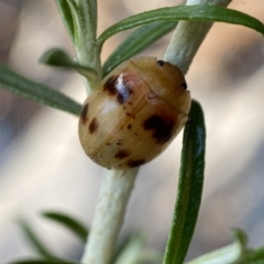 Paropsini sp. (tribe) at Numeralla, NSW - 13 Feb 2022 08:59 AM