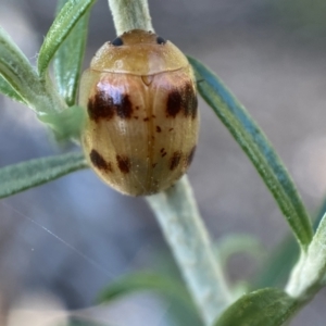 Paropsini sp. (tribe) at Numeralla, NSW - 13 Feb 2022 08:59 AM