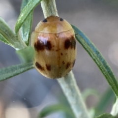 Paropsini sp. (tribe) at Numeralla, NSW - 13 Feb 2022 08:59 AM