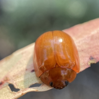 Paropsisterna aequalis (Eucalyptus leaf beetle) at Numeralla, NSW - 13 Feb 2022 by SteveBorkowskis