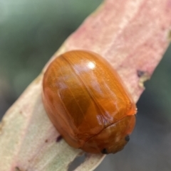 Paropsisterna aequalis at Numeralla, NSW - 13 Feb 2022 09:01 AM