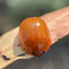 Paropsisterna aequalis at Numeralla, NSW - 13 Feb 2022 09:01 AM