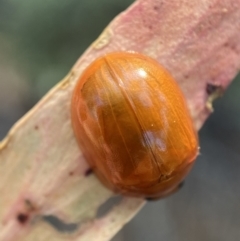 Paropsisterna aequalis at Numeralla, NSW - 13 Feb 2022