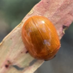 Paropsisterna aequalis at Numeralla, NSW - 13 Feb 2022