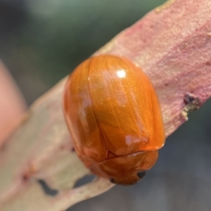 Paropsisterna aequalis at Numeralla, NSW - 13 Feb 2022