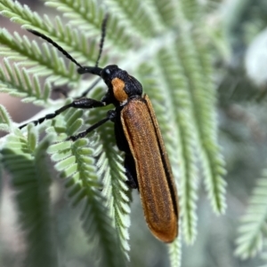 Rhinotia haemoptera at Numeralla, NSW - 13 Feb 2022 10:20 AM