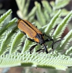 Rhinotia haemoptera at Numeralla, NSW - 13 Feb 2022 10:20 AM