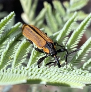 Rhinotia haemoptera at Numeralla, NSW - 13 Feb 2022 10:20 AM