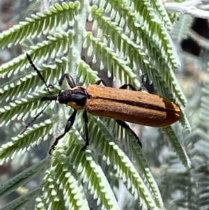 Rhinotia haemoptera at Numeralla, NSW - 13 Feb 2022 10:20 AM