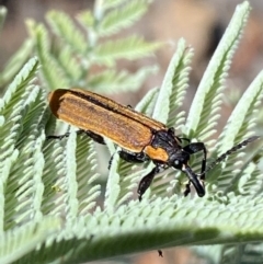 Rhinotia haemoptera at Numeralla, NSW - 13 Feb 2022 10:20 AM