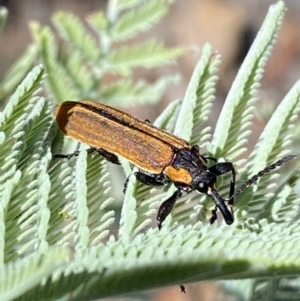 Rhinotia haemoptera at Numeralla, NSW - 13 Feb 2022 10:20 AM