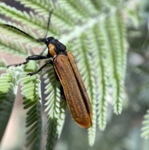 Rhinotia haemoptera at Numeralla, NSW - 13 Feb 2022 10:20 AM