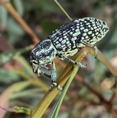 Chrysolopus spectabilis (Botany Bay Weevil) at Kybeyan State Conservation Area - 12 Feb 2022 by Steve_Bok