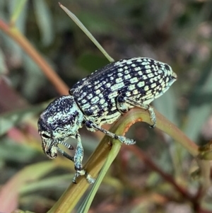 Chrysolopus spectabilis at Numeralla, NSW - 13 Feb 2022 10:22 AM