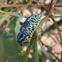 Chrysolopus spectabilis at Numeralla, NSW - 13 Feb 2022 10:22 AM