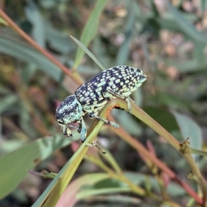 Chrysolopus spectabilis at Numeralla, NSW - 13 Feb 2022 10:22 AM