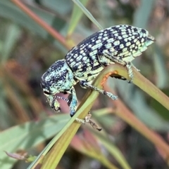 Chrysolopus spectabilis at Numeralla, NSW - 13 Feb 2022 10:22 AM