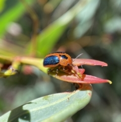 Calomela curtisi (Acacia leaf beetle) at Numeralla, NSW - 12 Feb 2022 by Steve_Bok