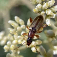 Lepturidea sp. (genus) (Comb-clawed beetle) at Numeralla, NSW - 13 Feb 2022 by SteveBorkowskis