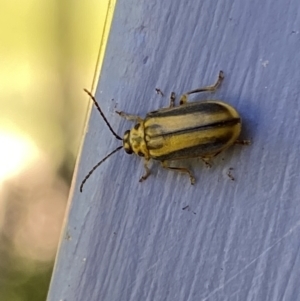 Xanthogaleruca luteola at Numeralla, NSW - suppressed