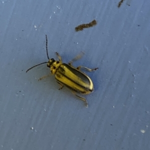 Xanthogaleruca luteola at Numeralla, NSW - suppressed