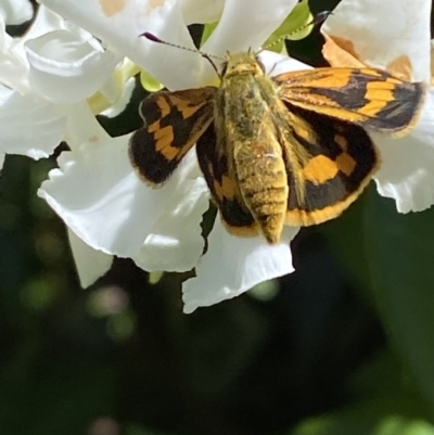 Ocybadistes walkeri (Green Grass-dart) at QPRC LGA - 13 Feb 2022 by Steve_Bok