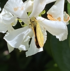 Ocybadistes walkeri at Jerrabomberra, NSW - suppressed