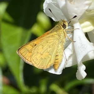 Ocybadistes walkeri at Jerrabomberra, NSW - suppressed