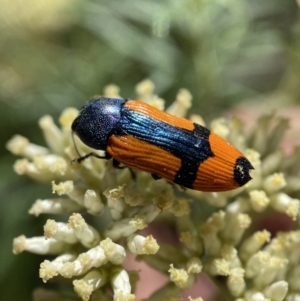 Castiarina skusei at Numeralla, NSW - 13 Feb 2022