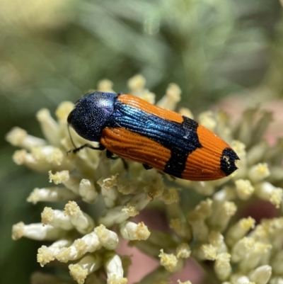 Castiarina skusei (A Jewel Beetle) at Numeralla, NSW - 13 Feb 2022 by SteveBorkowskis