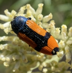 Castiarina skusei at Numeralla, NSW - 13 Feb 2022