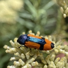 Castiarina skusei at Numeralla, NSW - 13 Feb 2022