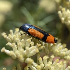 Castiarina skusei at Numeralla, NSW - 13 Feb 2022 09:53 AM