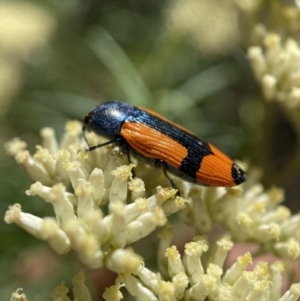 Castiarina skusei at Numeralla, NSW - 13 Feb 2022