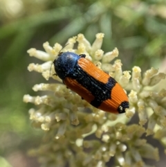 Castiarina skusei at Numeralla, NSW - 13 Feb 2022 09:53 AM