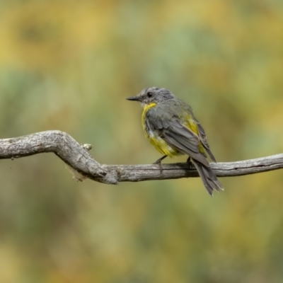 Eopsaltria australis (Eastern Yellow Robin) at Kowen, ACT - 12 Feb 2022 by trevsci