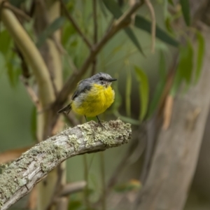 Eopsaltria australis at Kowen, ACT - 13 Feb 2022 10:17 AM