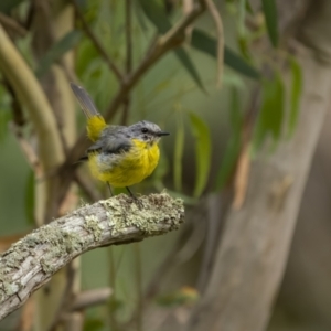 Eopsaltria australis at Kowen, ACT - 13 Feb 2022 10:17 AM